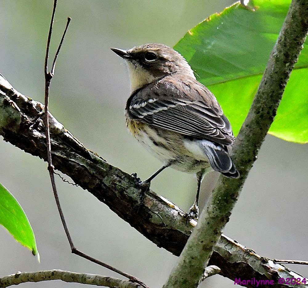 DSC_7039_001.JPG
