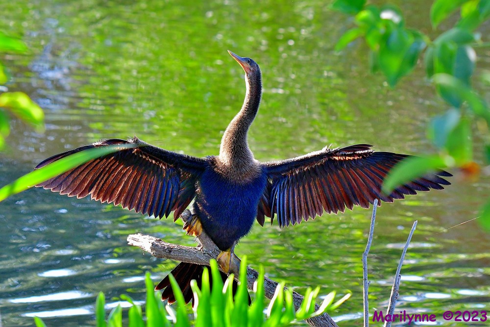 DSC_7041_001.JPG