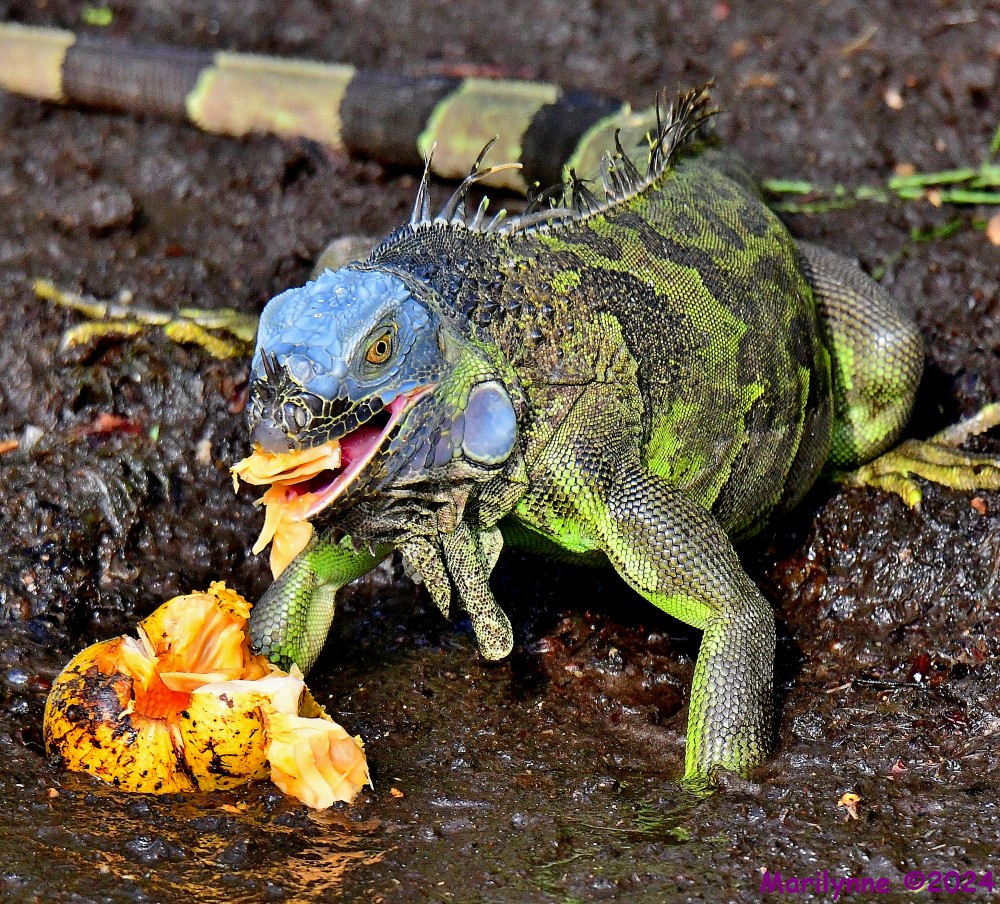 DSC_7041_001.JPG
