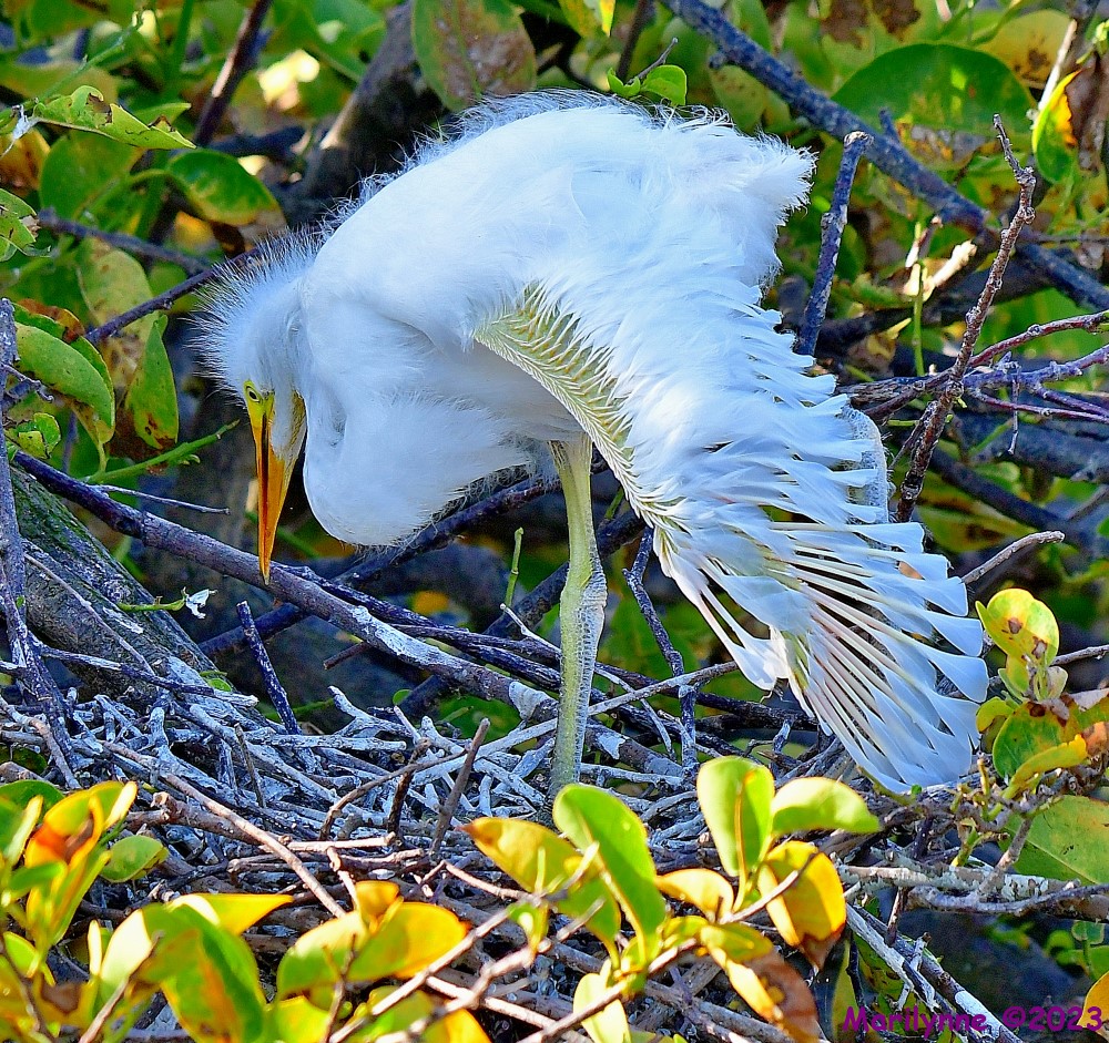 DSC_7044_001.JPG