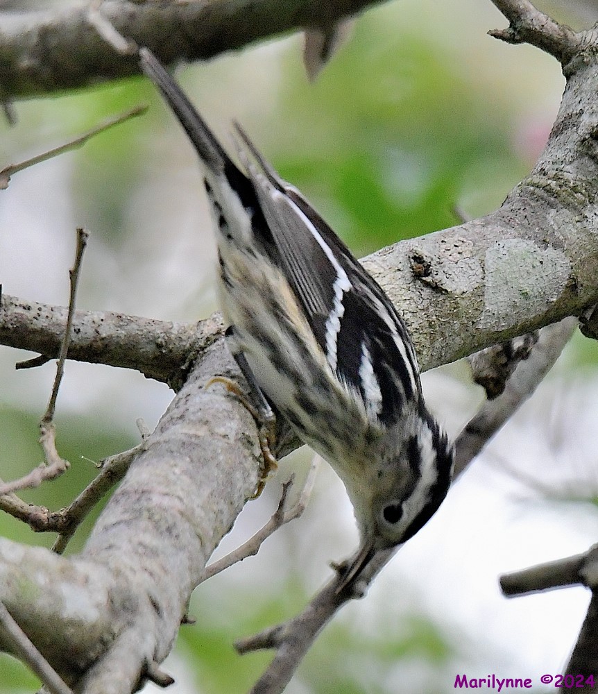 DSC_7045_001.JPG