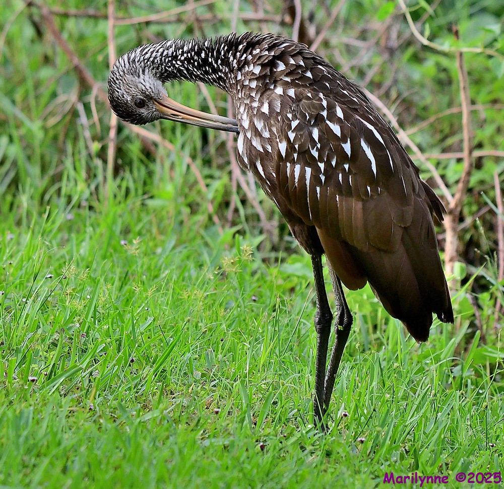DSC_7045_001.JPG