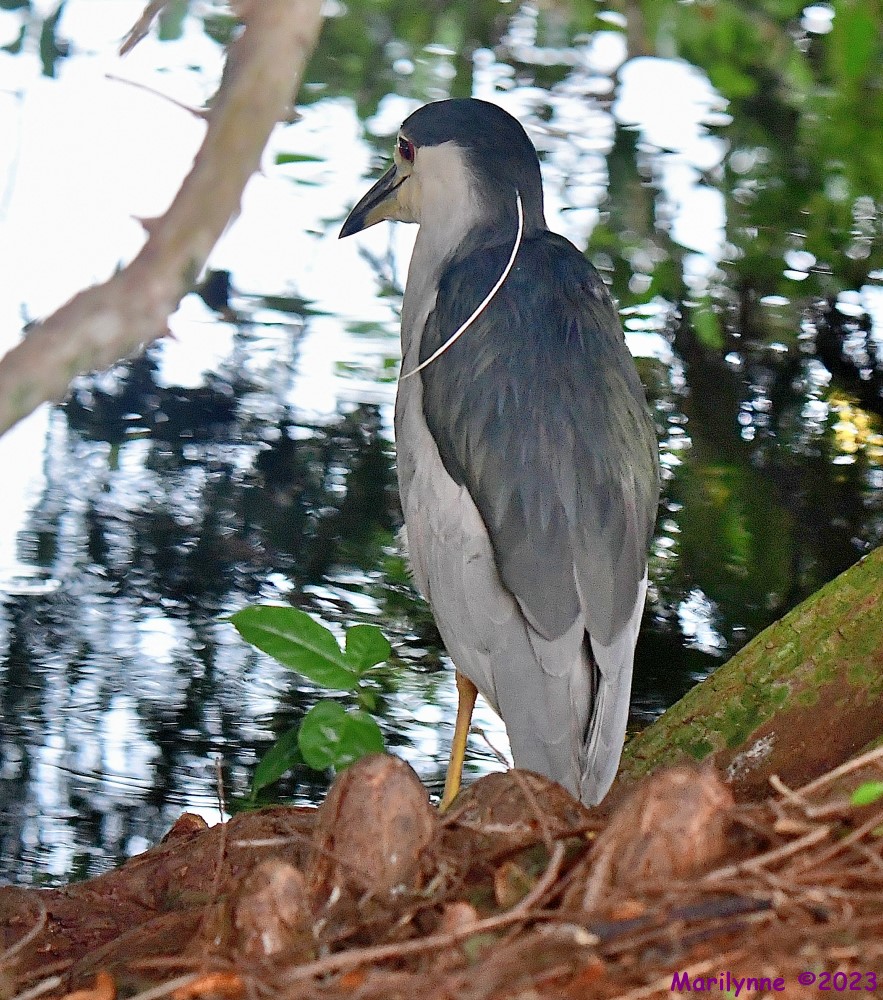 DSC_7046_001.JPG