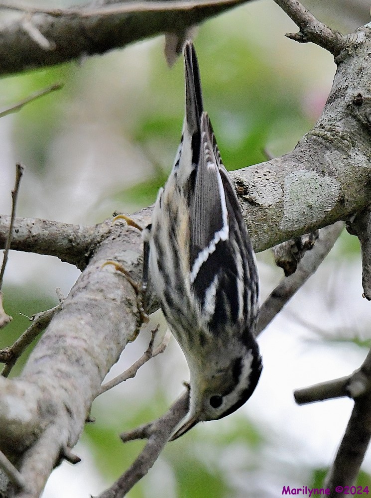 DSC_7046_001.JPG