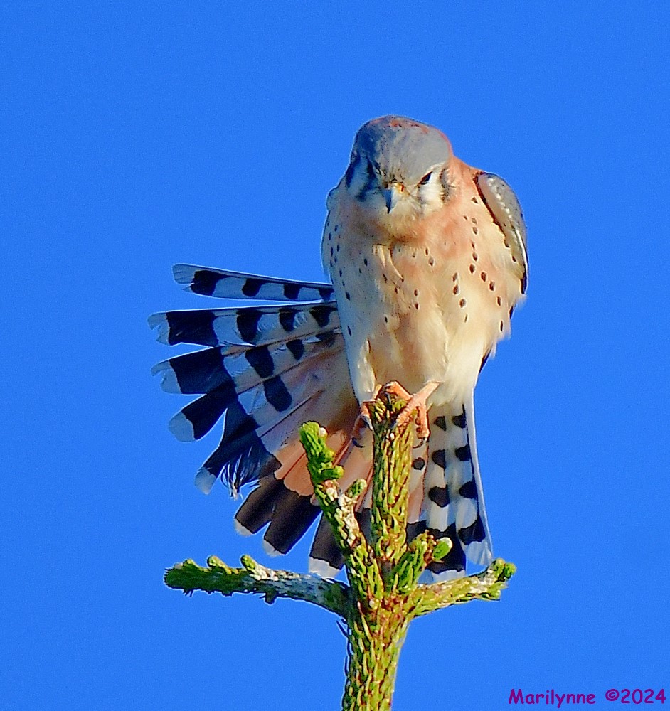 DSC_7046_001.JPG