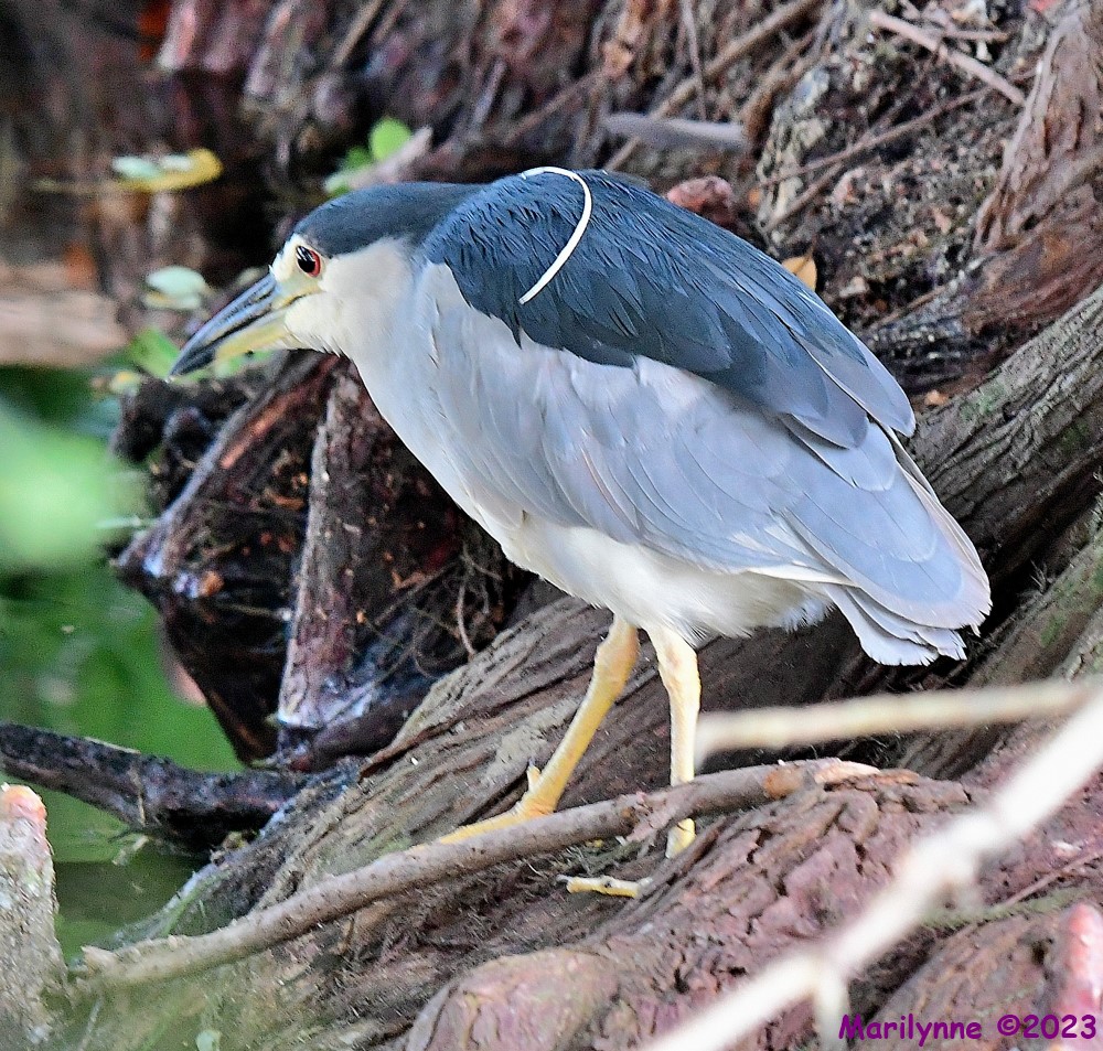 DSC_7047_001.JPG