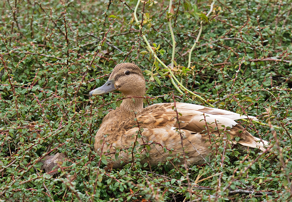 DSC_7048.jpg