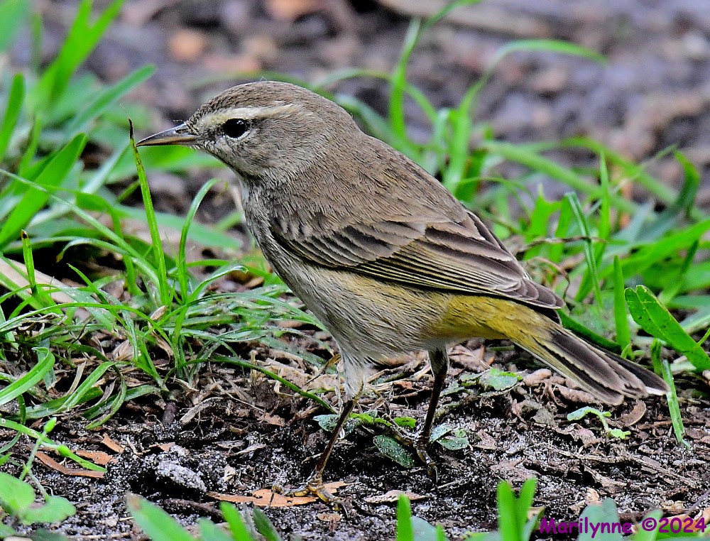 DSC_7050_001.JPG