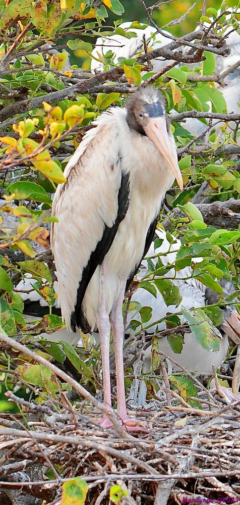 DSC_7052_001.JPG