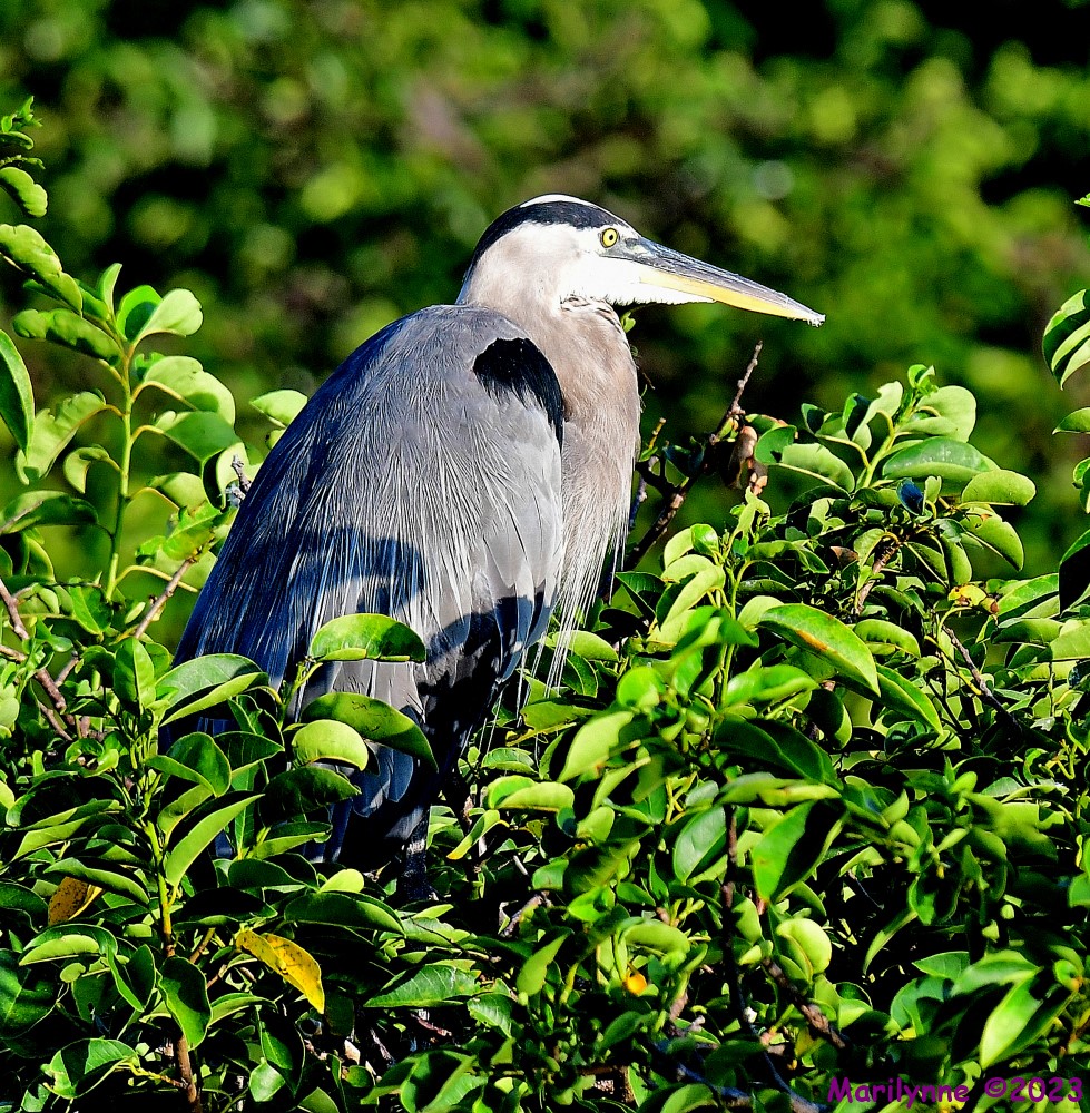 DSC_7053_001.JPG