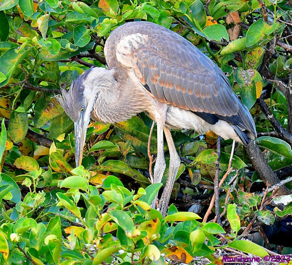 DSC_7055_001.JPG