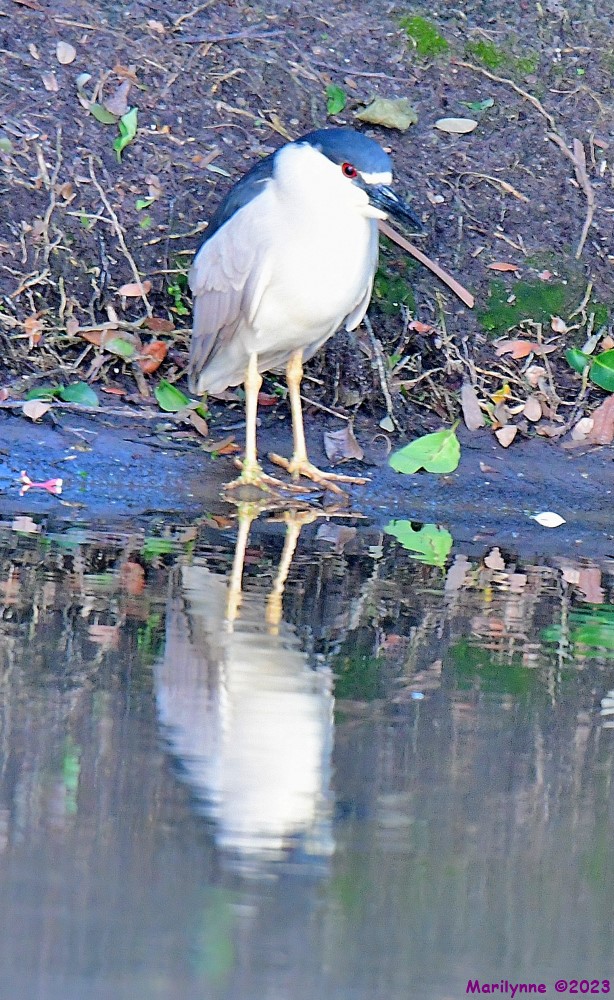 DSC_7057_001.JPG