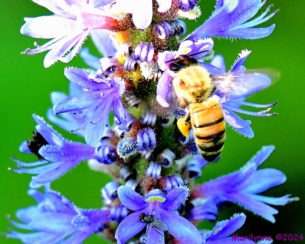 DSC_7057_001.JPG