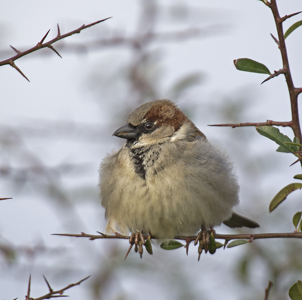 DSC_7058.jpg