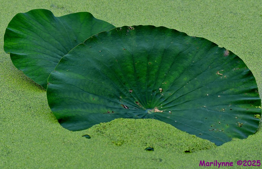 DSC_7059_001.JPG
