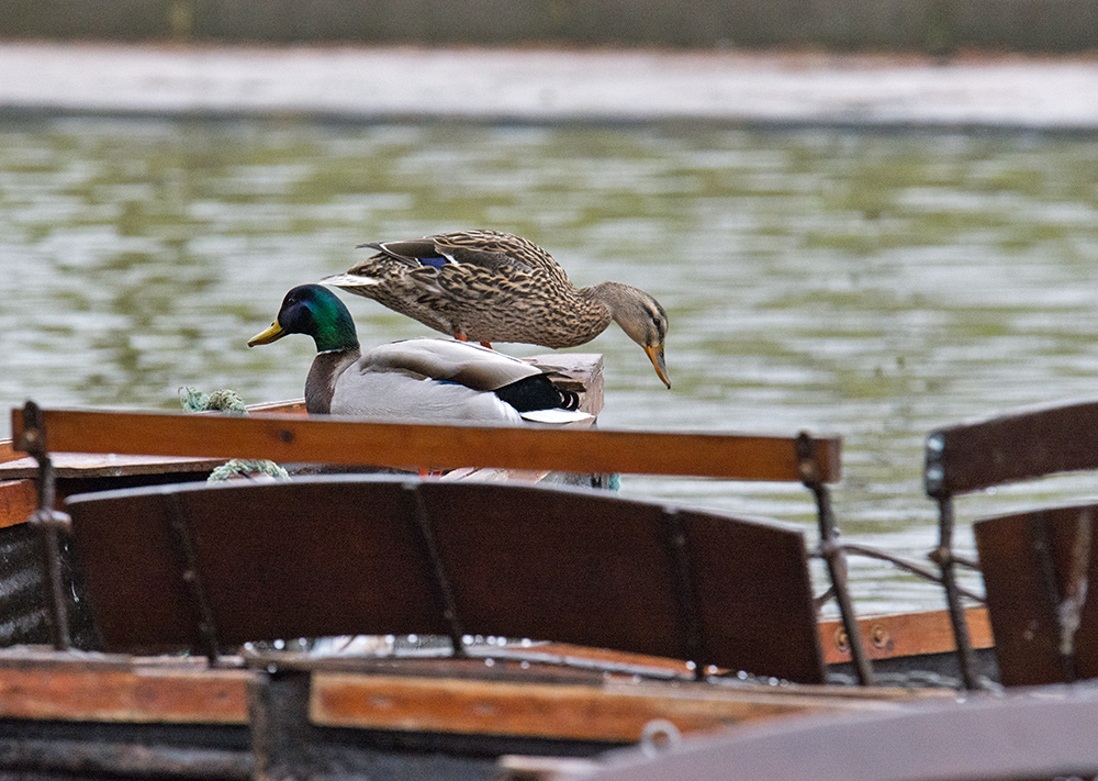 DSC_7060.jpg