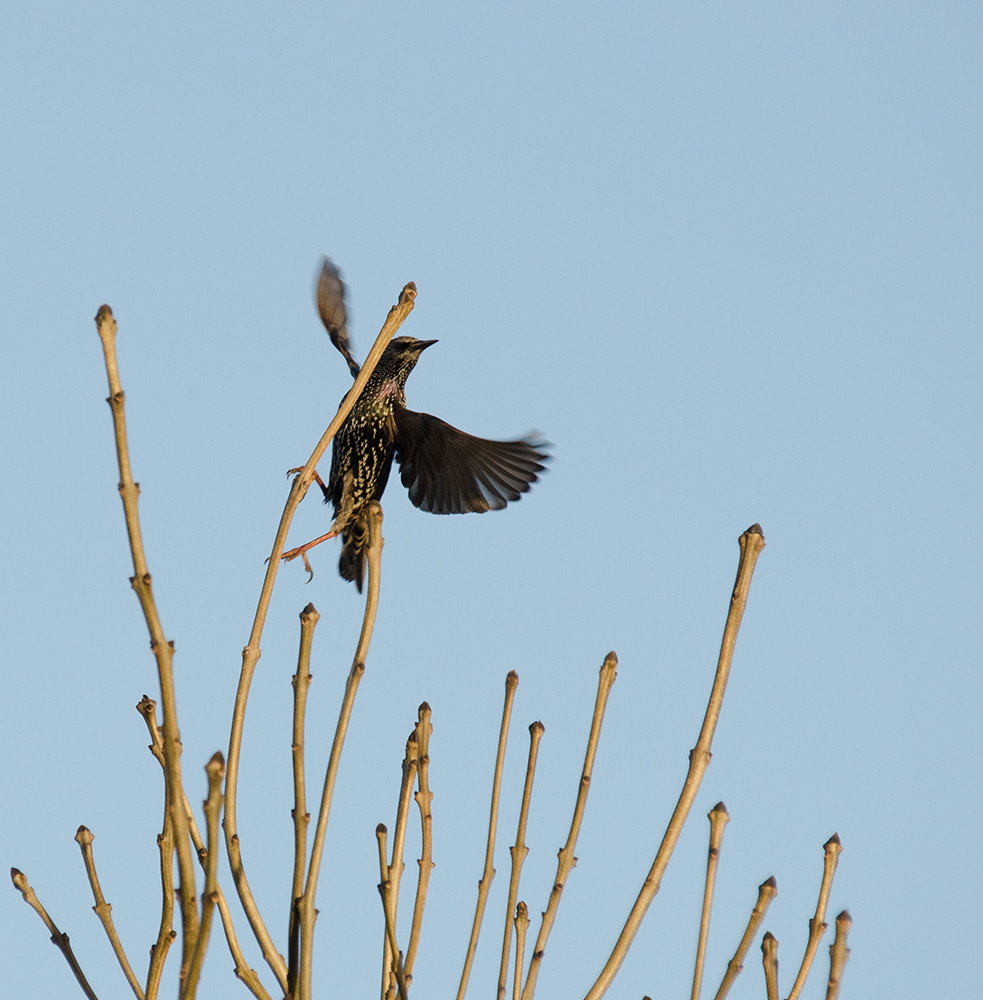 DSC_7062.jpg
