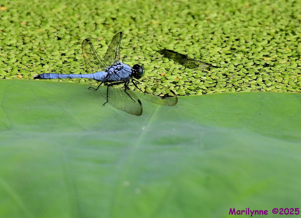 DSC_7062_001.JPG