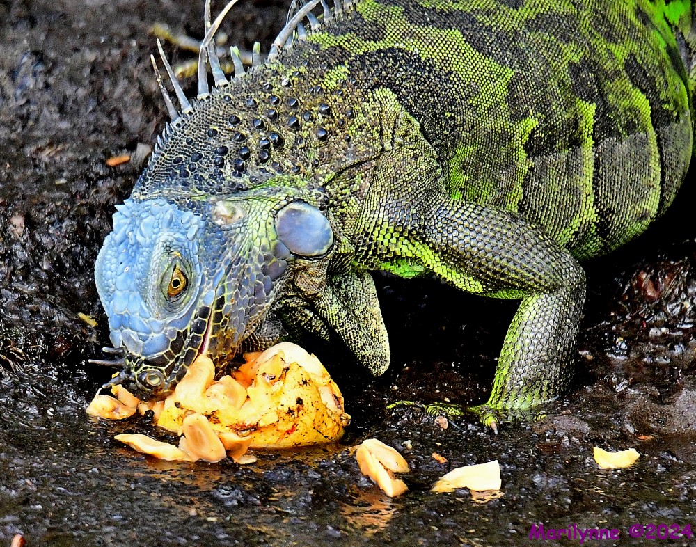 DSC_7063_001.JPG