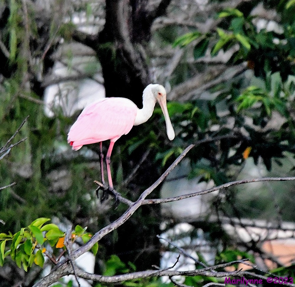 DSC_7064_001.JPG