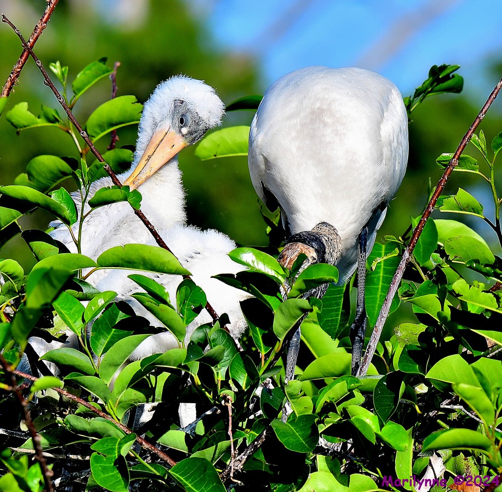 DSC_7066_001.JPG