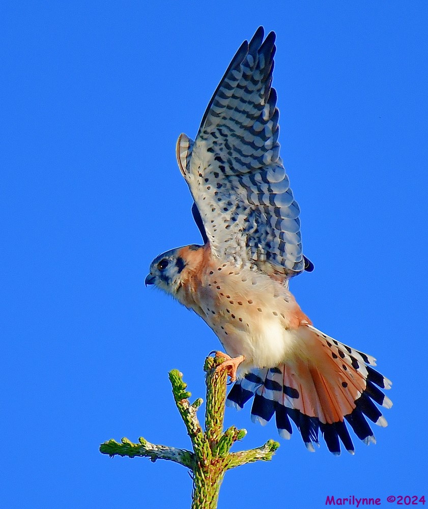 DSC_7066_001.JPG