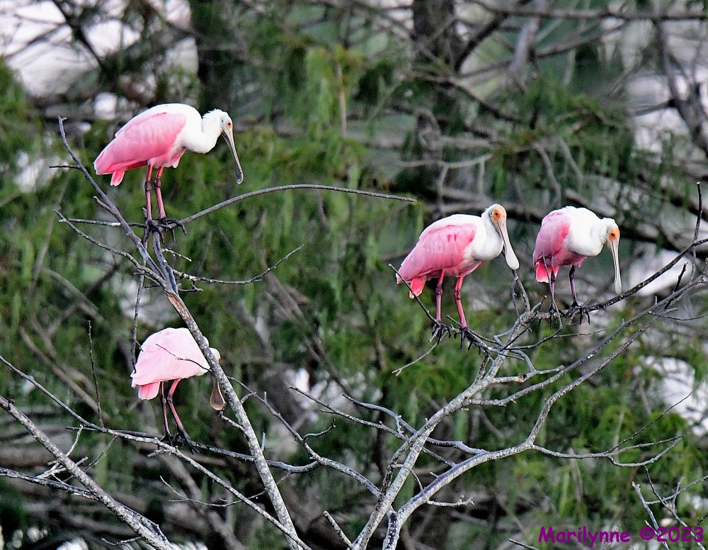 DSC_7068_001.JPG