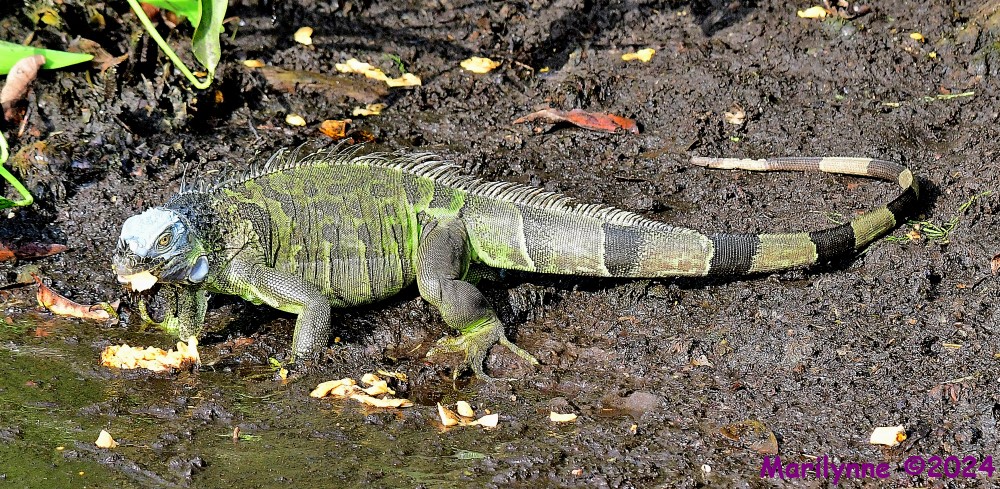 DSC_7069_001.JPG
