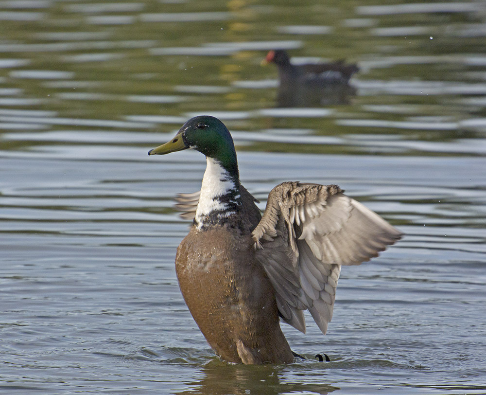 DSC_7071.jpg
