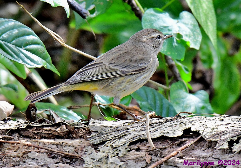 DSC_7071_001.JPG