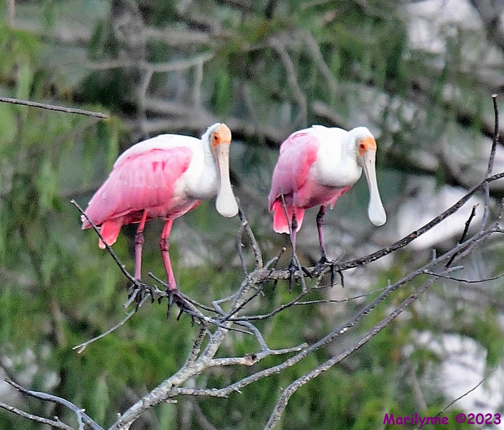 DSC_7072_001.JPG