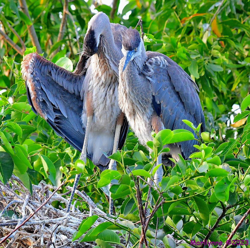 DSC_7077_001.JPG