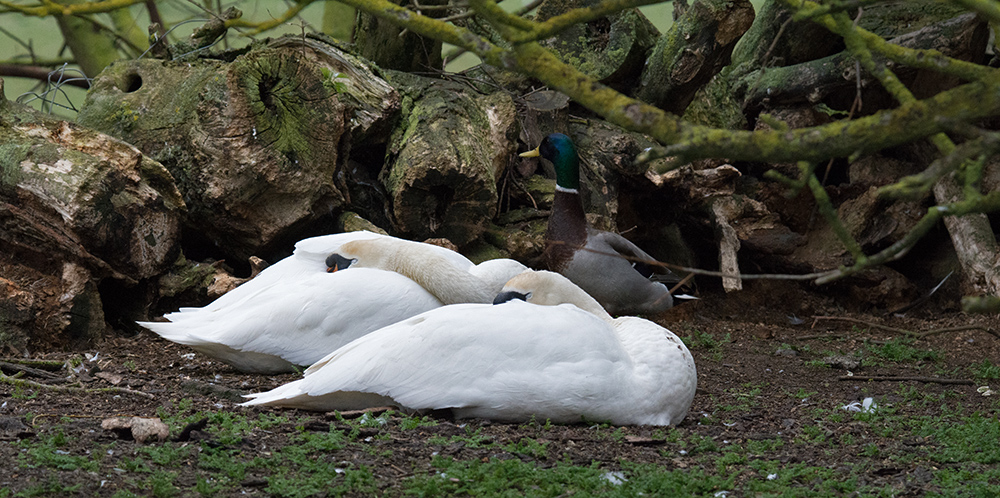 DSC_7079.jpg