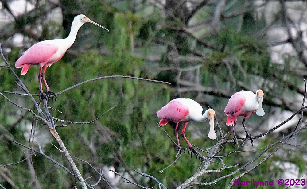 DSC_7081_001.JPG