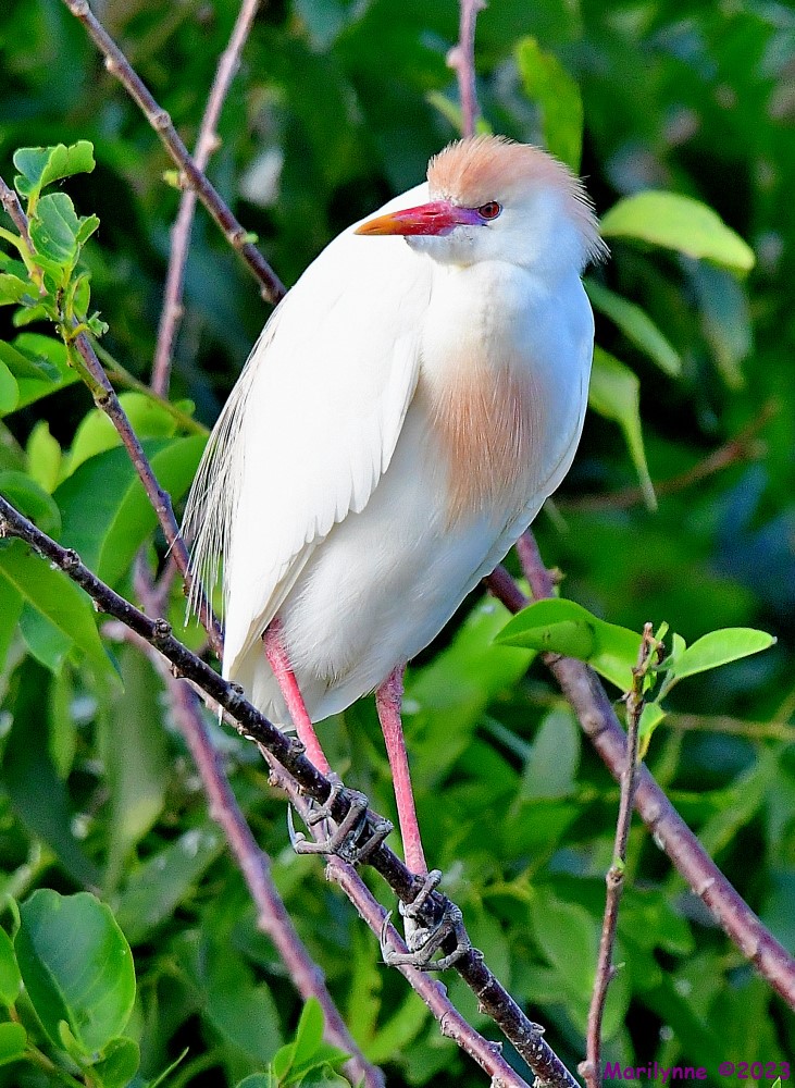 DSC_7082_001.JPG