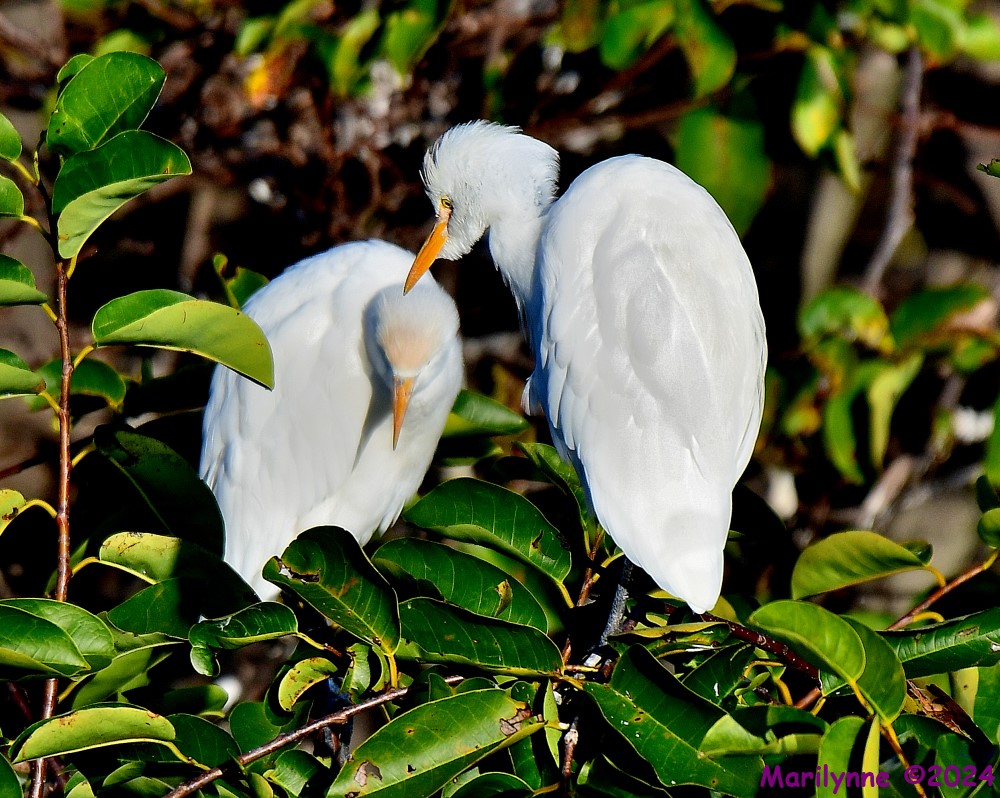 DSC_7082_001.JPG