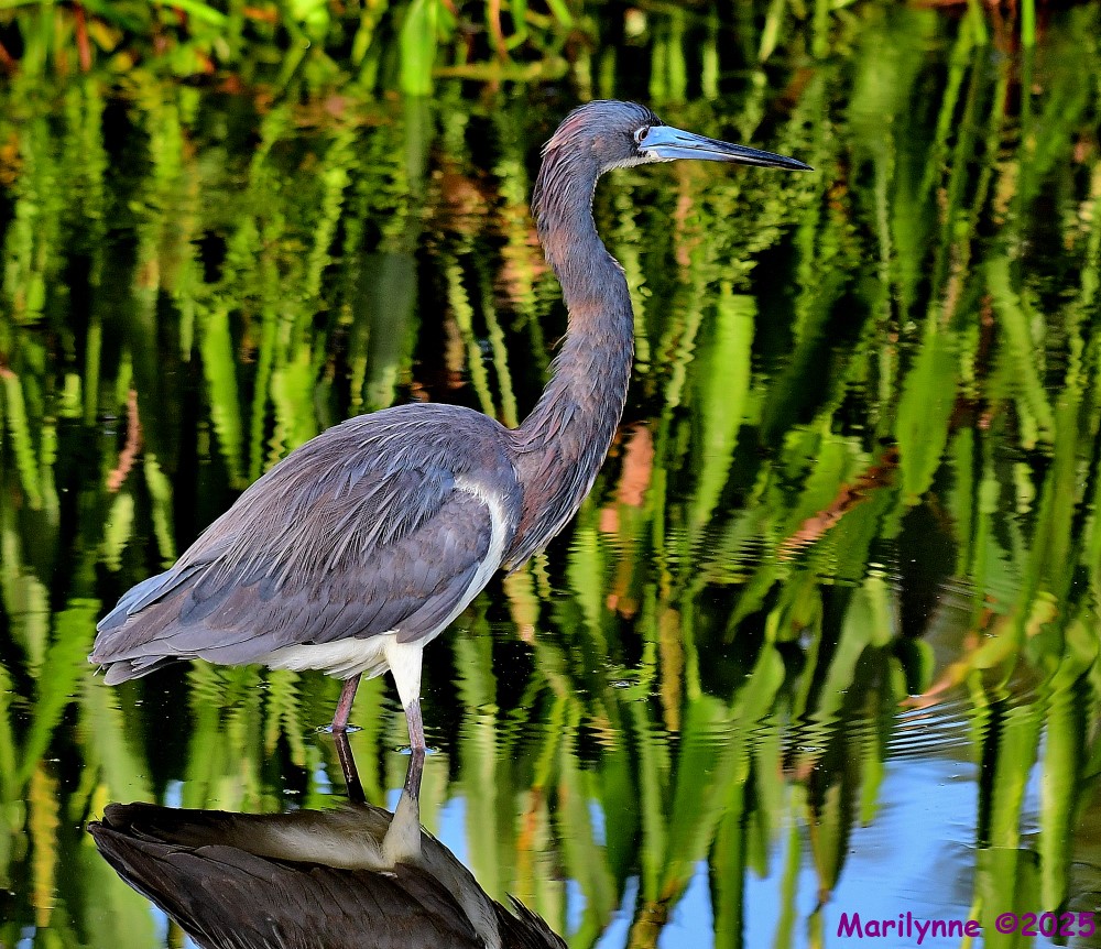 DSC_7082_001.JPG
