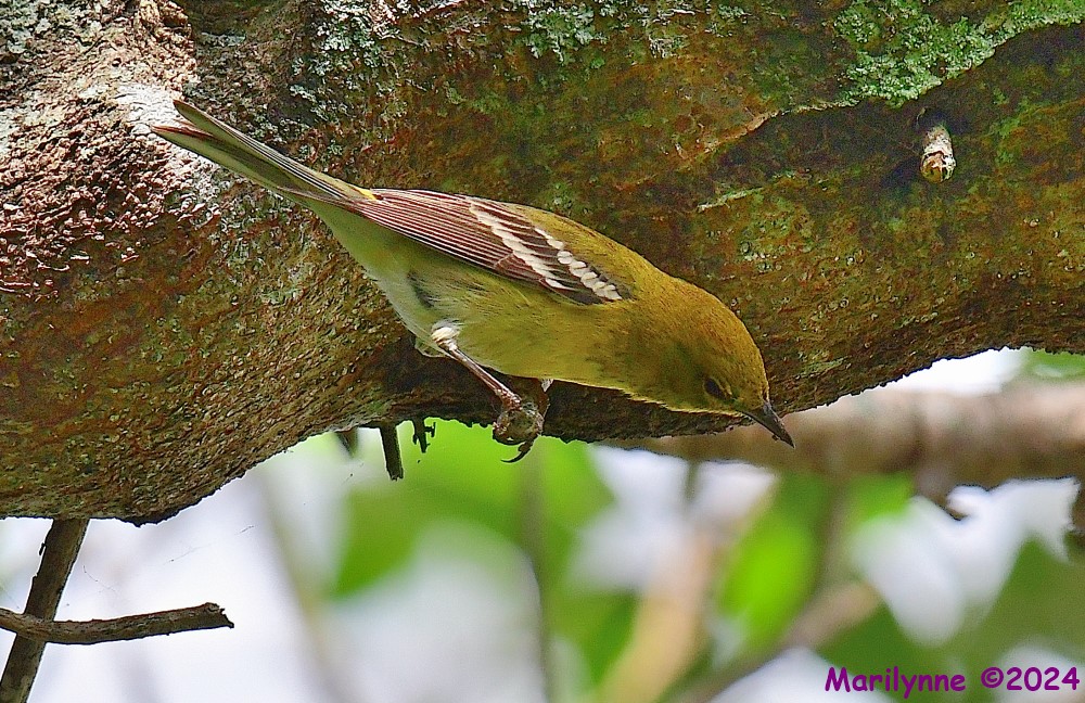DSC_7083_001.JPG
