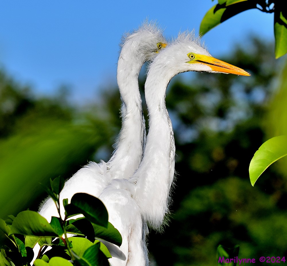 DSC_7083_001.JPG