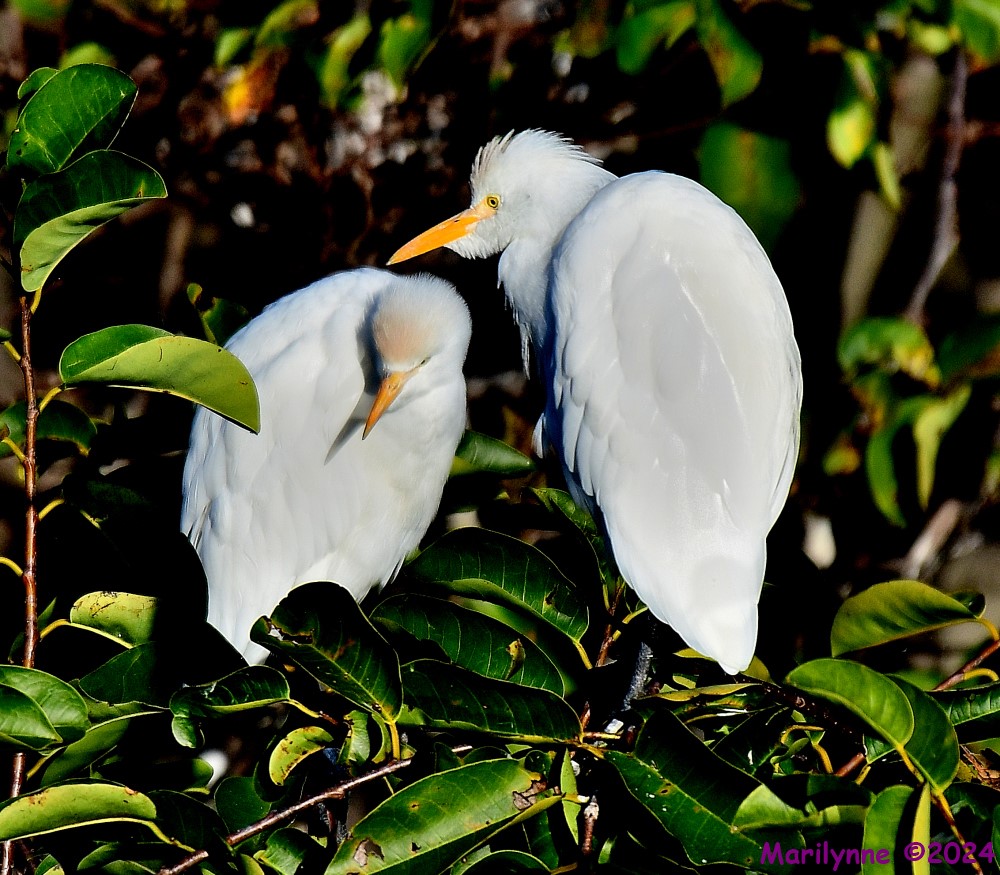DSC_7084_001.JPG