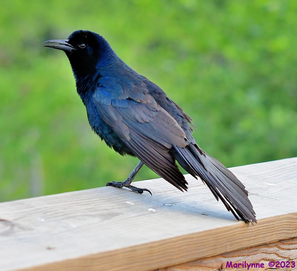 DSC_7085_001.JPG