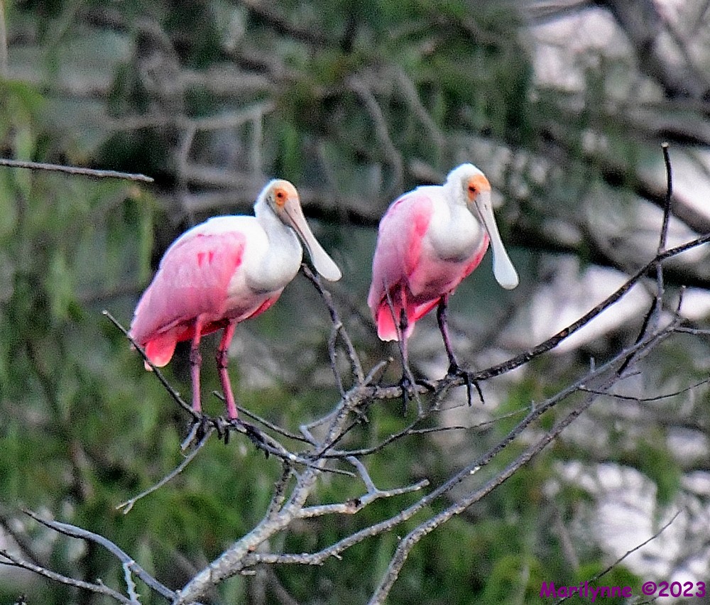 DSC_7085_001.JPG