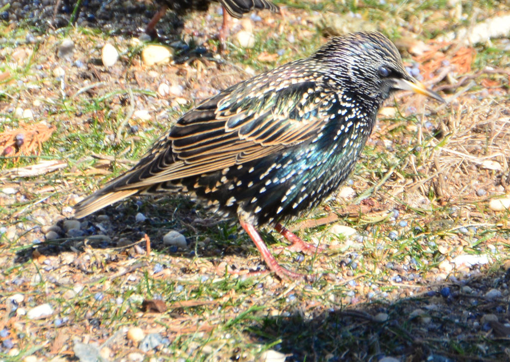 DSC_7086.jpg