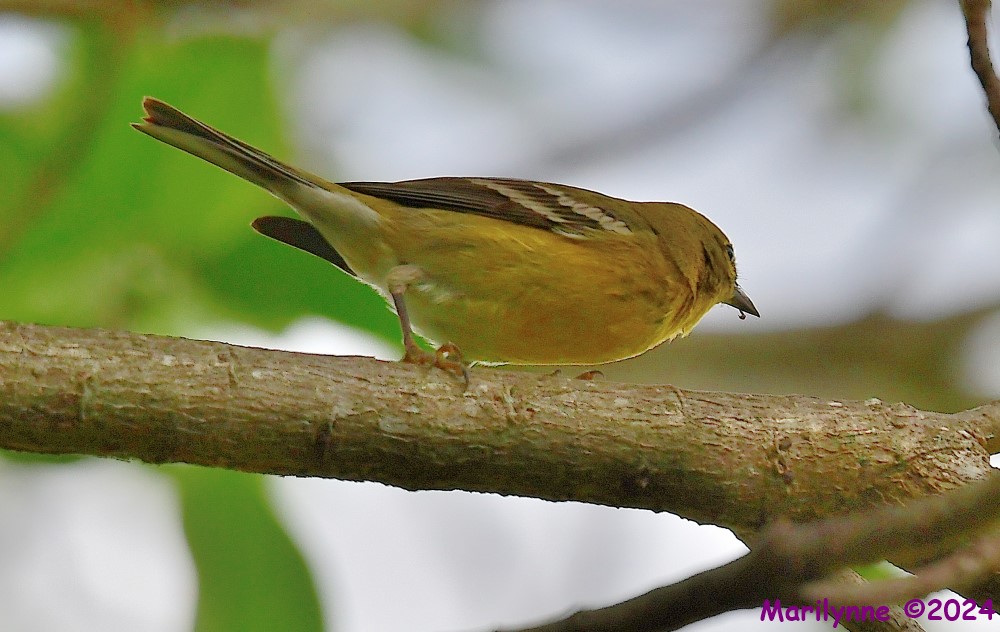 DSC_7087_001.JPG