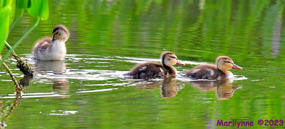 DSC_7088_001.JPG
