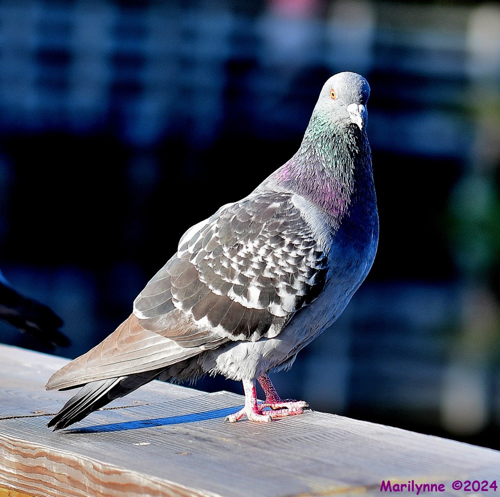 DSC_7088_001.JPG