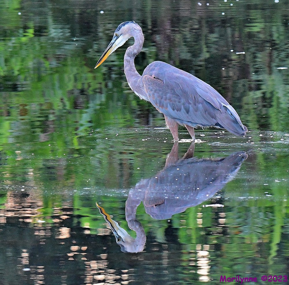 DSC_7090_001.JPG
