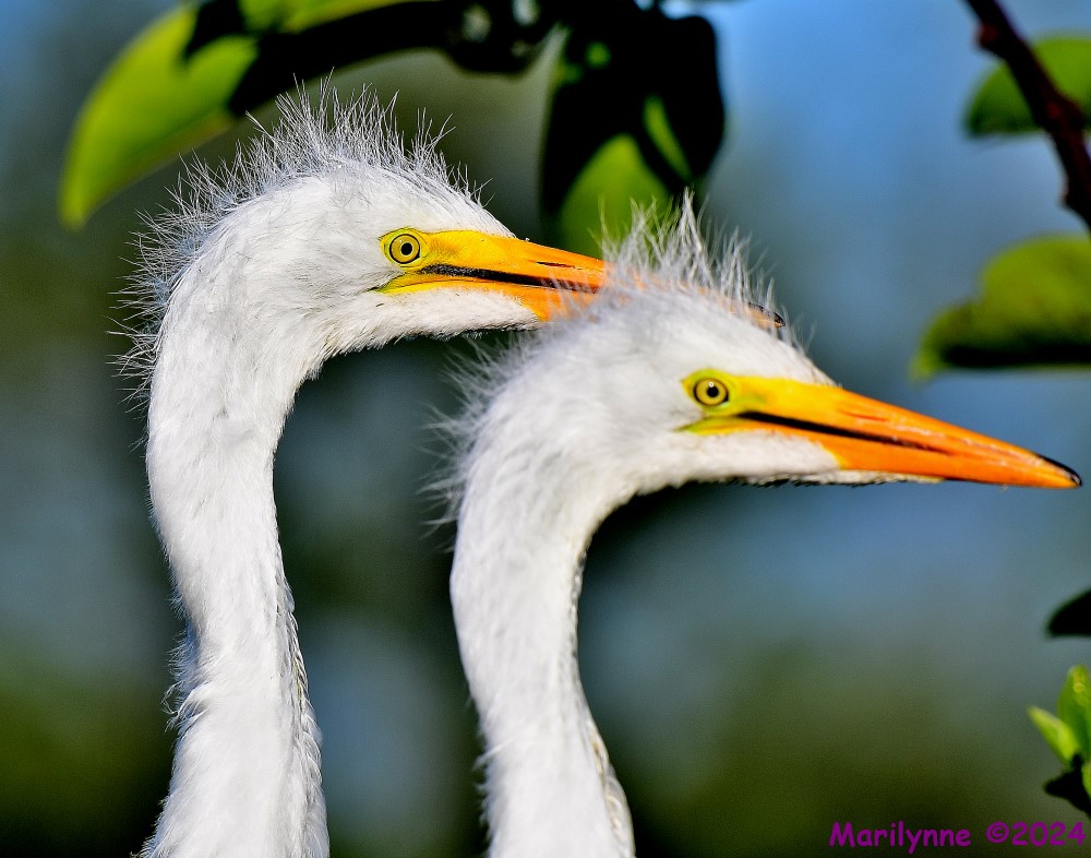 DSC_7090_001.JPG