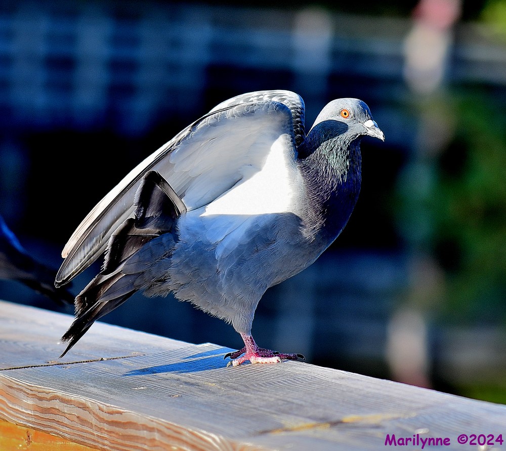 DSC_7090_001.JPG