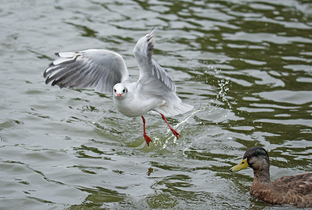DSC_7092.jpg